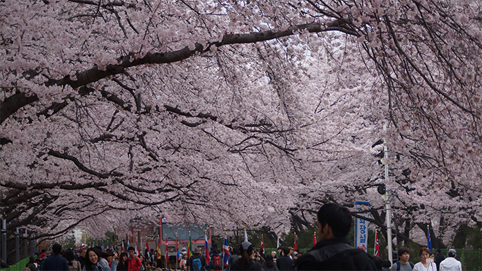 170321_cherry blossom22_in.jpg